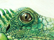 Iguana Verde